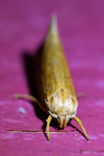 Réf. 329 859 : Orthotelia sparganella